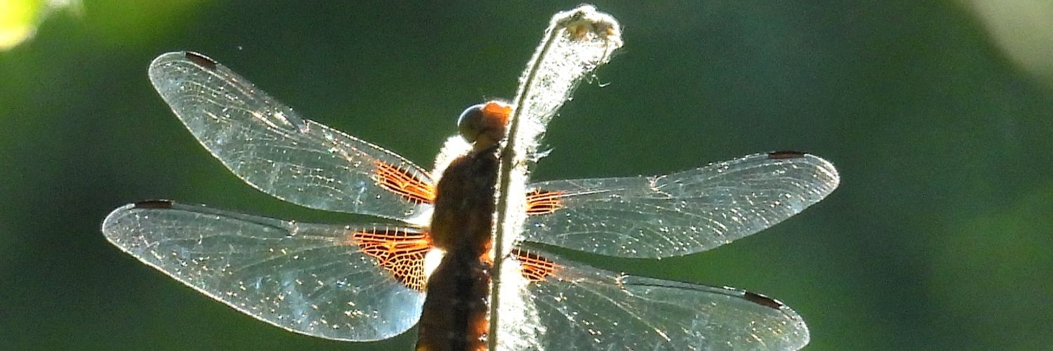 stinger1963's profile banner image