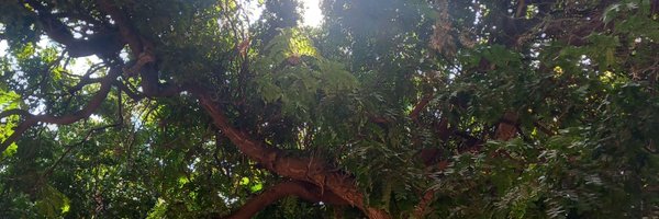 MoonyTheOwl Profile Banner