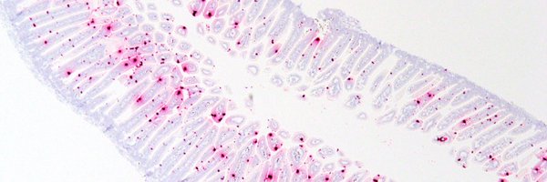 VirologistVal Profile Banner
