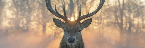 draimss Profile Banner