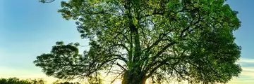 rohamboyerisign's profile banner image