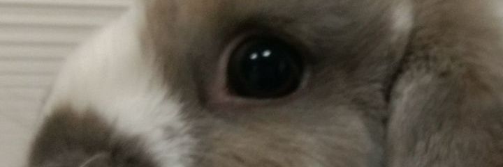 bet2Tea's profile banner image