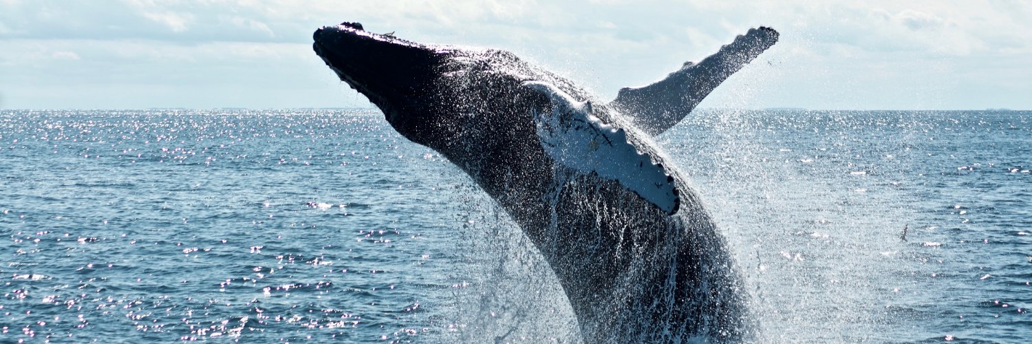 The Animal Reader News banner