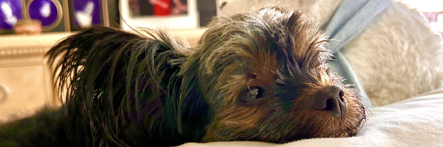 YorkieMama1207's profile banner image