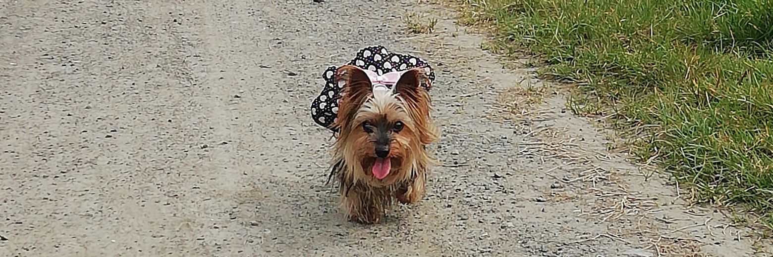 Ashleigh Coyle banner