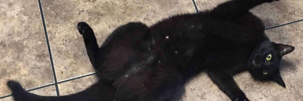 kittyclawdia's profile banner image