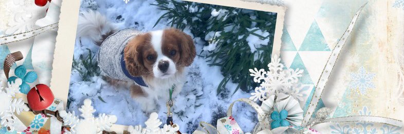 Pippin’s World: #CavPack Luv 🌈HooDad🌈Milo🌈Ms🌹 banner