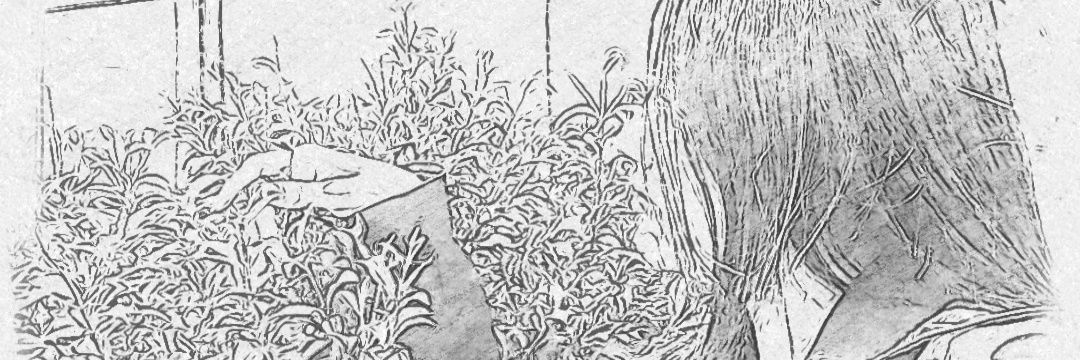 Alligenka's profile banner image