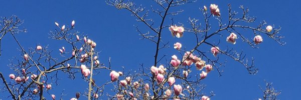 Alidiste Profile Banner