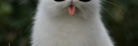 GANZZTERCAT's profile banner image