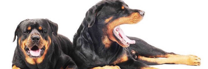 tigerkiller's profile banner image