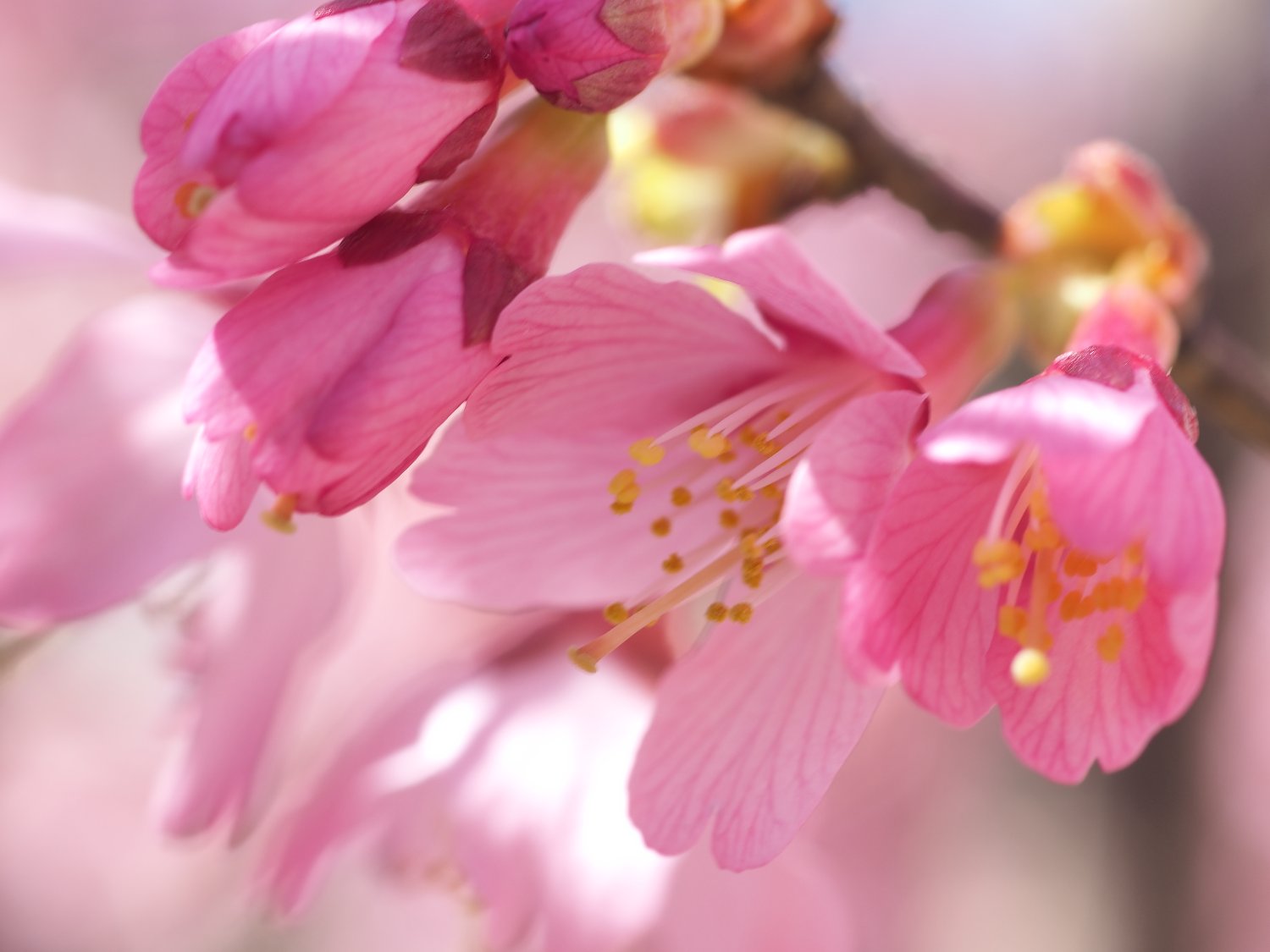 イージーオデオ banner