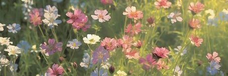 aiscreamcake_'s profile banner image