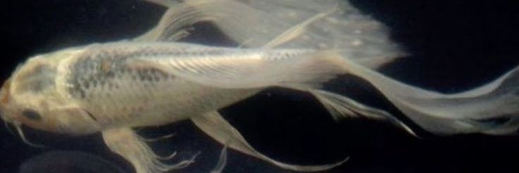 mini churros alexandre de moraes banner