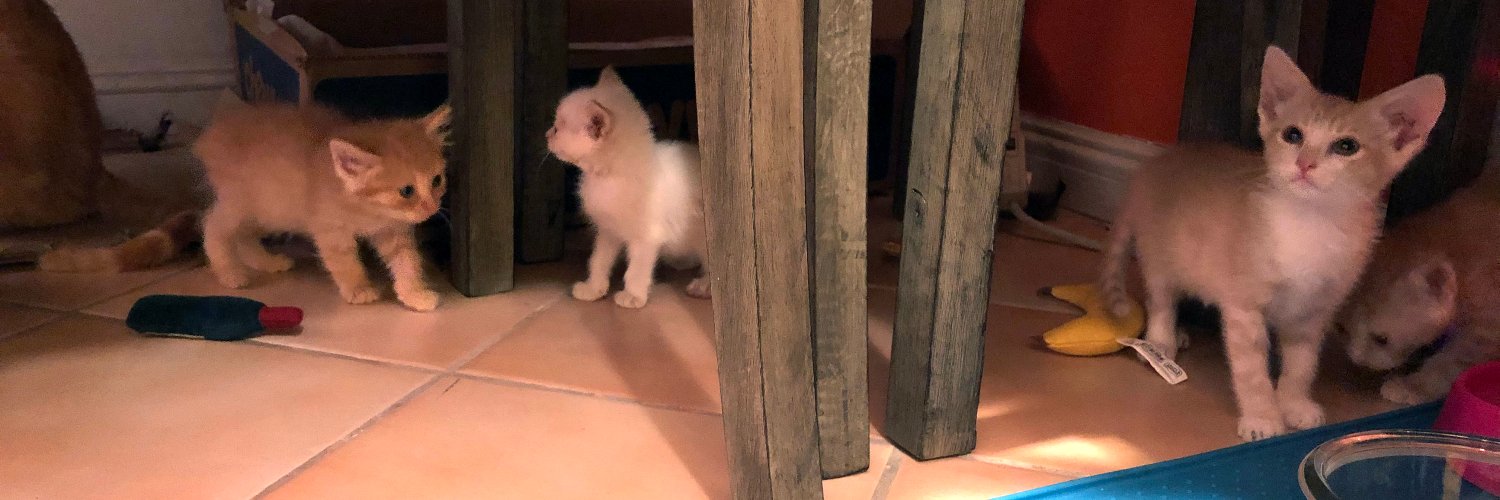 Heph's Foster Cat Haven banner