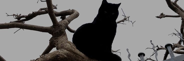 KuoreRock72's profile banner image