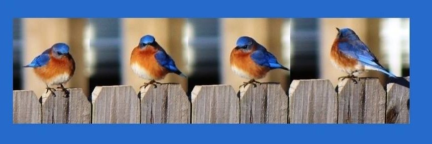 Dewblue1's profile banner image