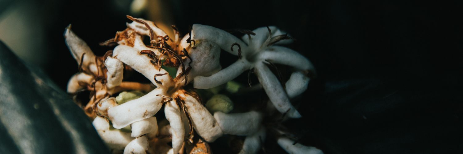 Calieburger's profile banner image