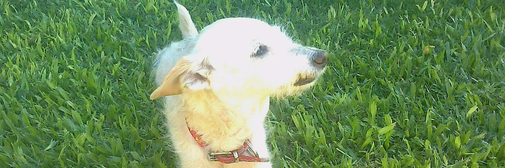 candegorrono's profile banner image