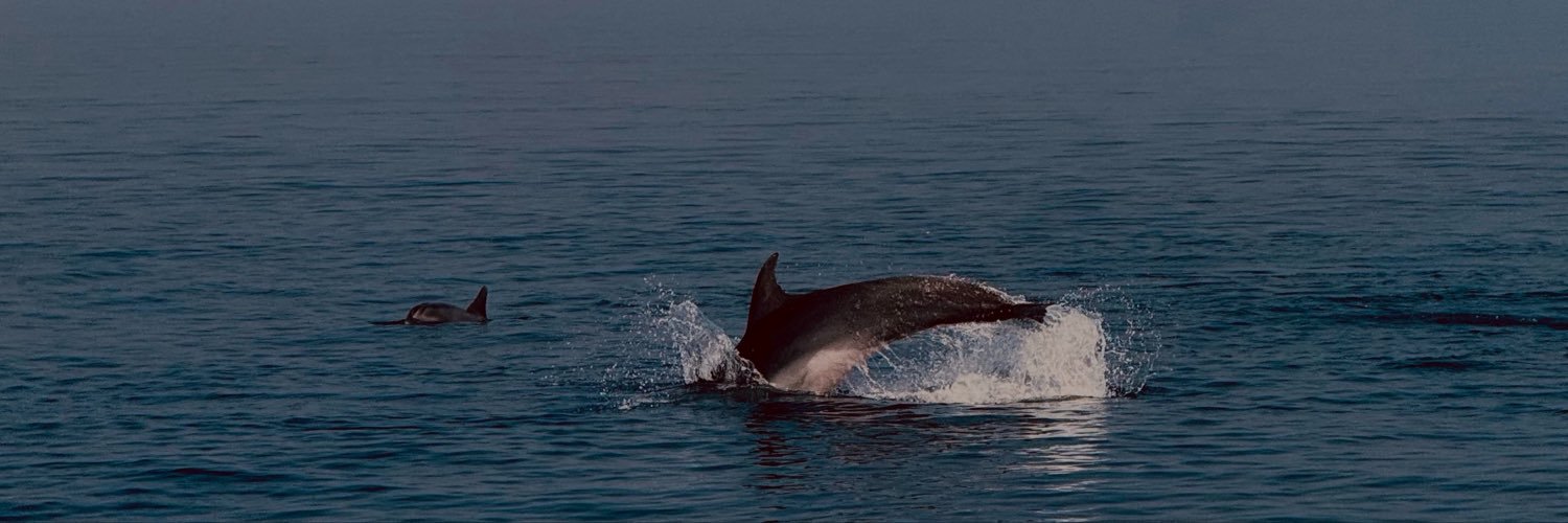 ddelfincito's profile banner image