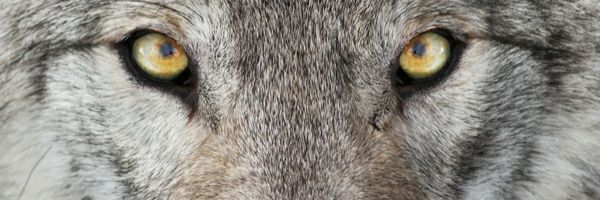 thapho3nix's profile banner image