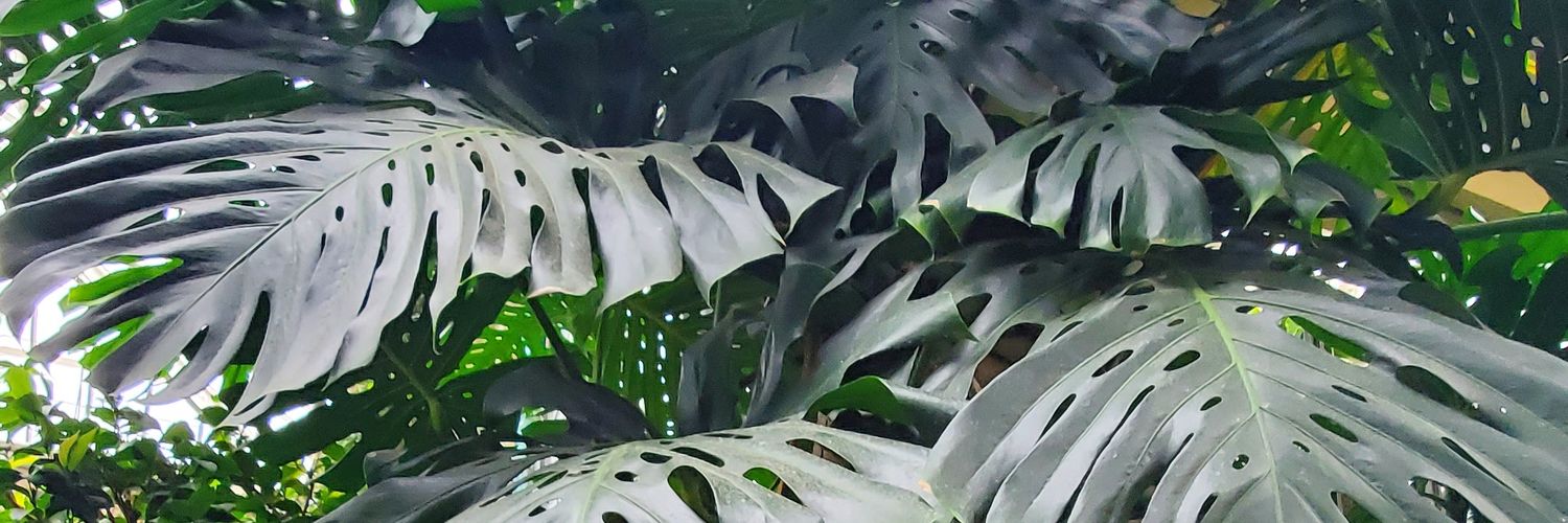 alexaraewrites's profile banner image