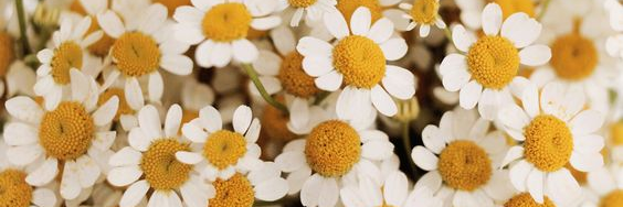 daisies282's profile banner image