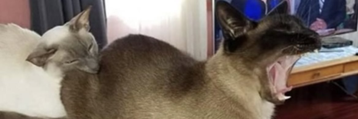 vivianjonasm's profile banner image