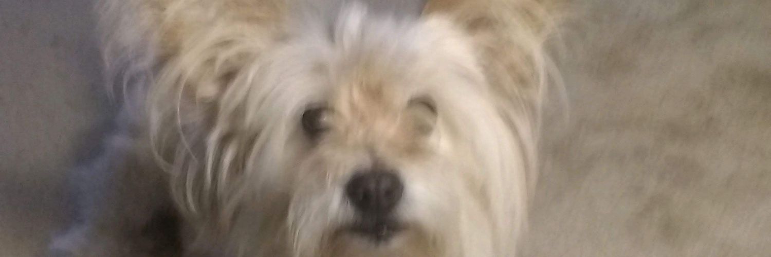 Dogbro56's profile banner image