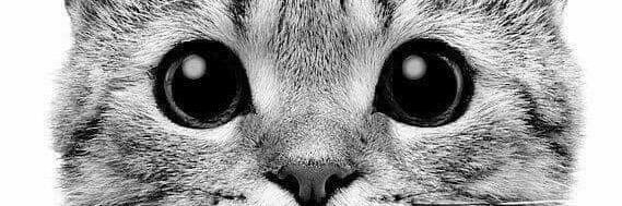 Pnindaa's profile banner image