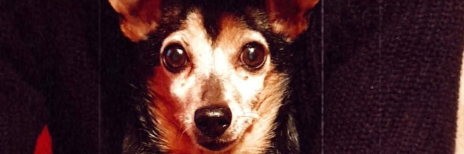 dedoafrente's profile banner image