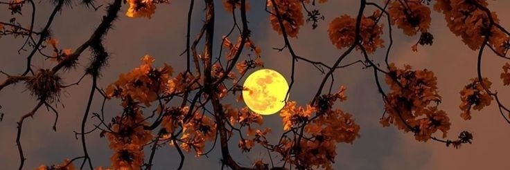 Joyce 🌘🥂 banner