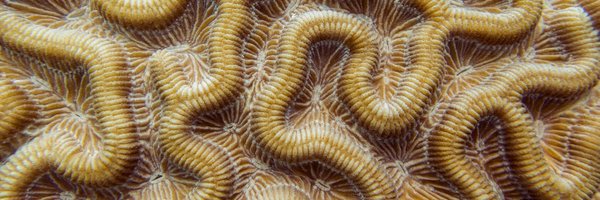 CoralReefFuture Profile Banner