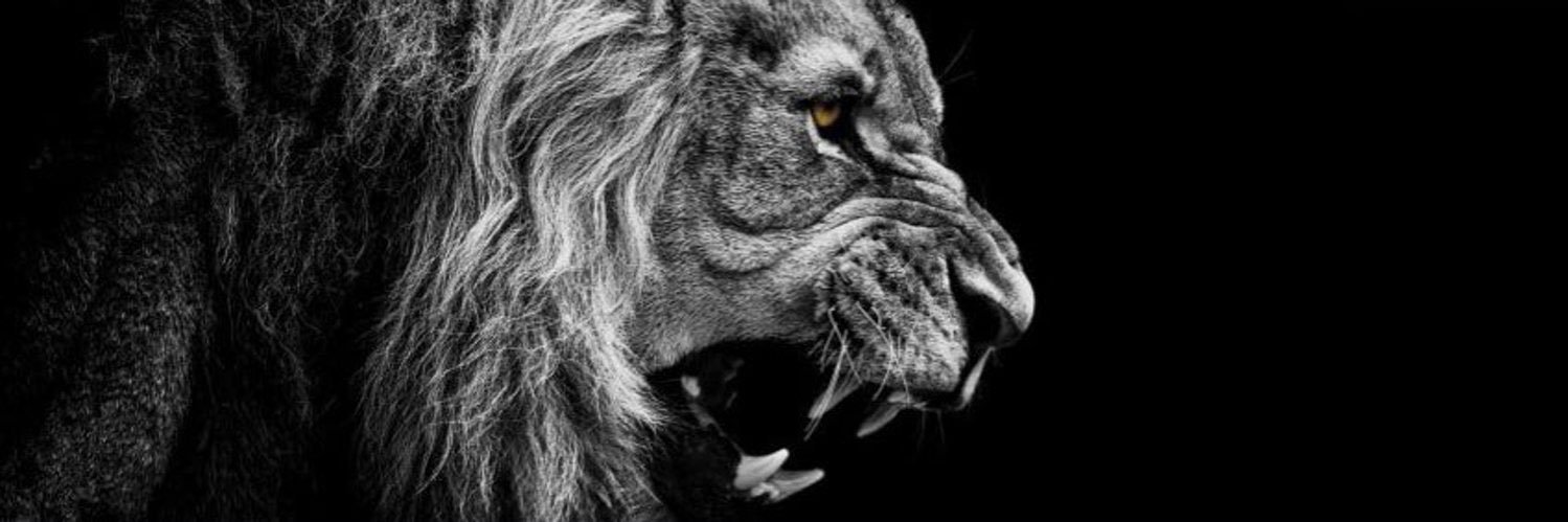 𝐒𝐡𝐚𝐧𝐞 𝐄𝐥𝐚𝐦 banner