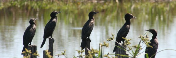 Ecosystem Science Profile Banner