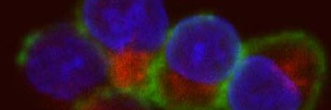 Roehrl_Lab's profile banner image