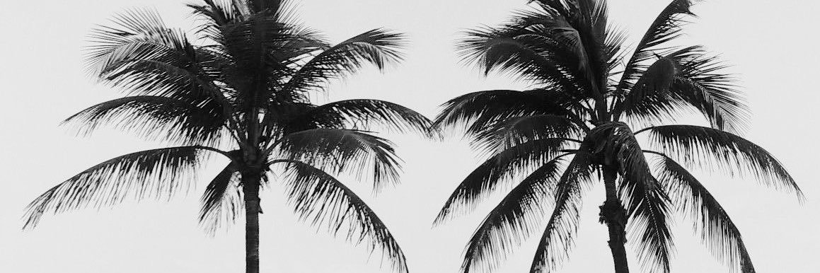 hollie🌴 banner