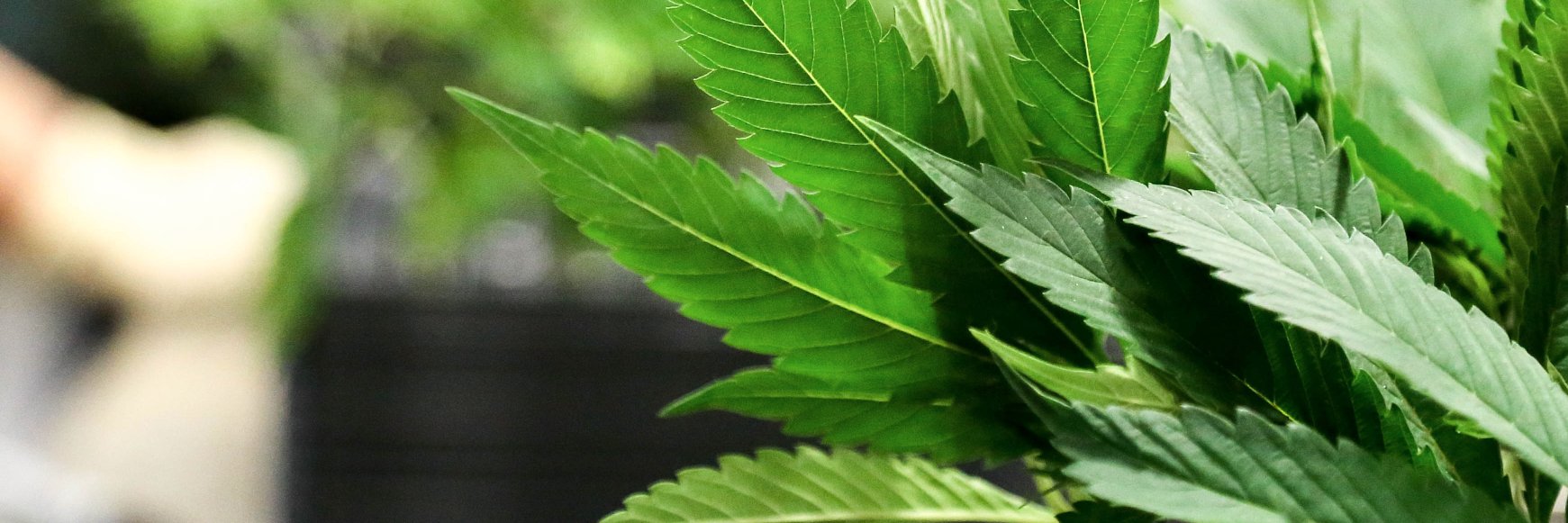 Dark Heart Nursery banner