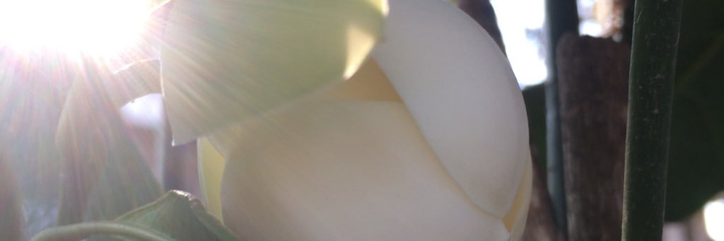 raratorro's profile banner image