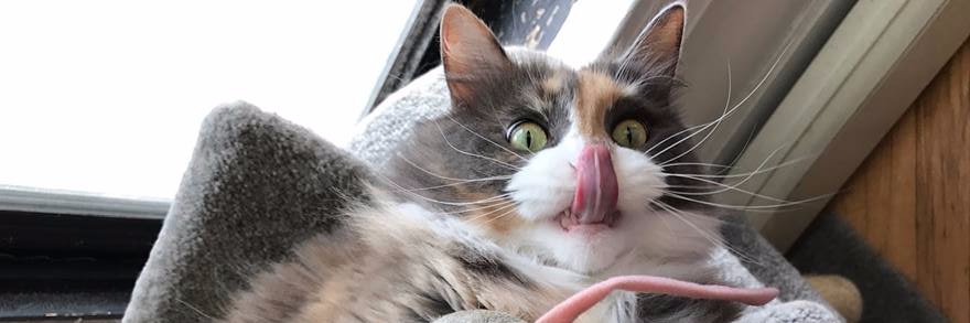 Natasha Small banner