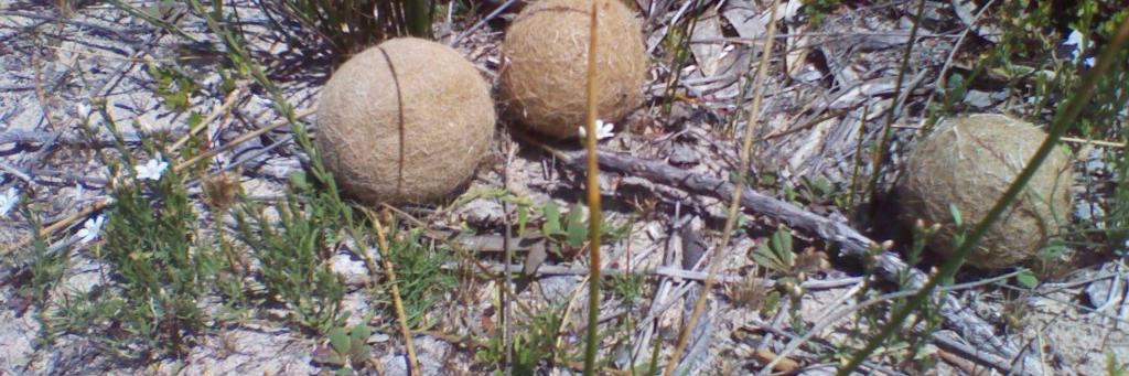 Anne Rafferty banner
