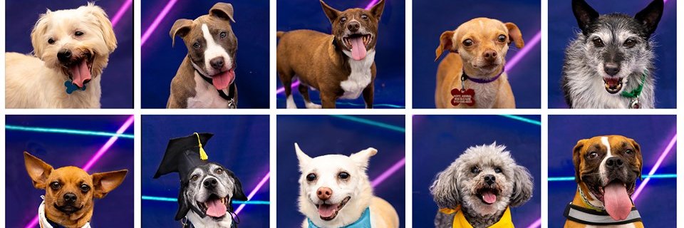 Hope Animal Rescue banner