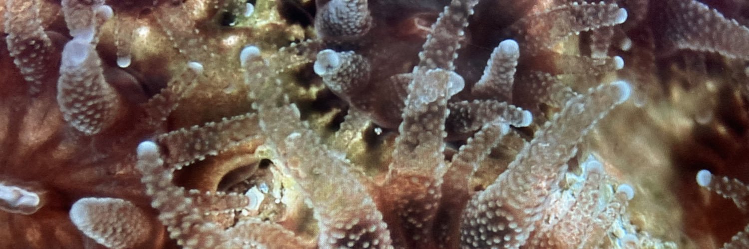 Isabella Changsut banner