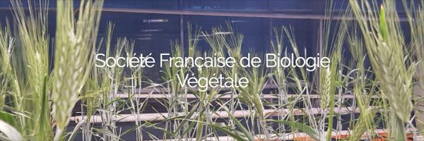 SfbvFr Profile Banner