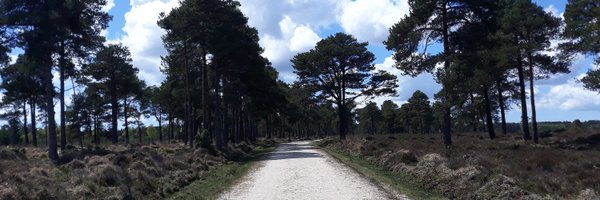 DorsetForests Profile Banner