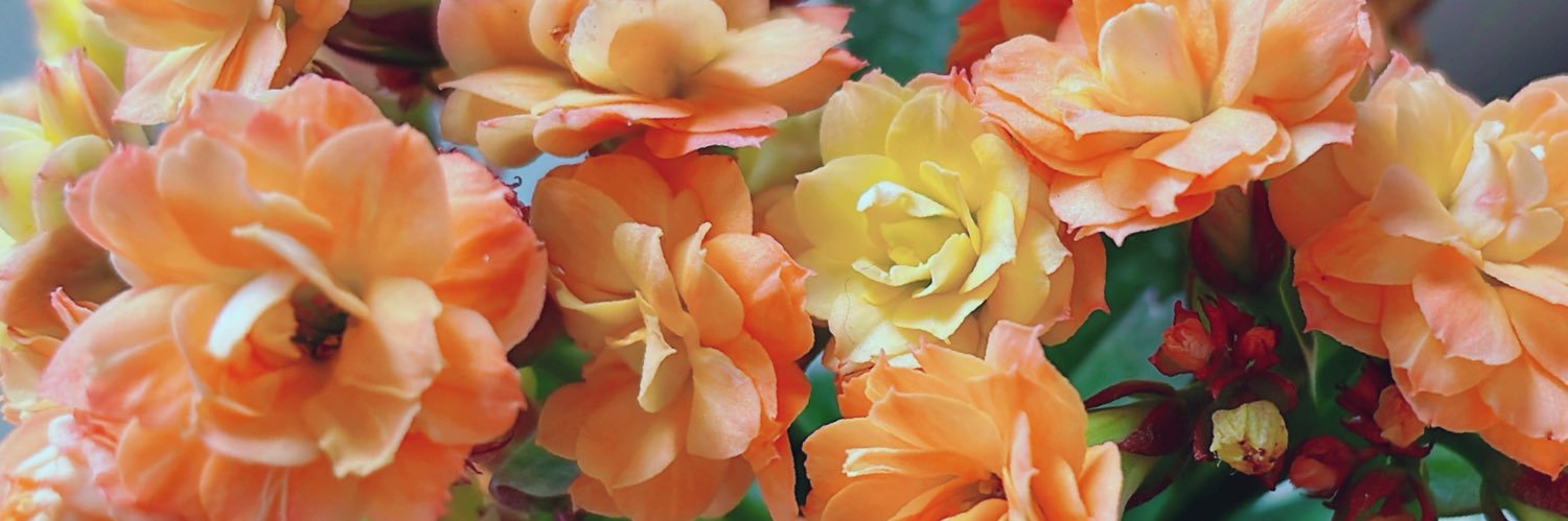 茶山百花 banner