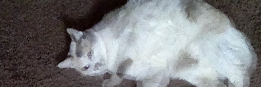 Chris Contreras banner