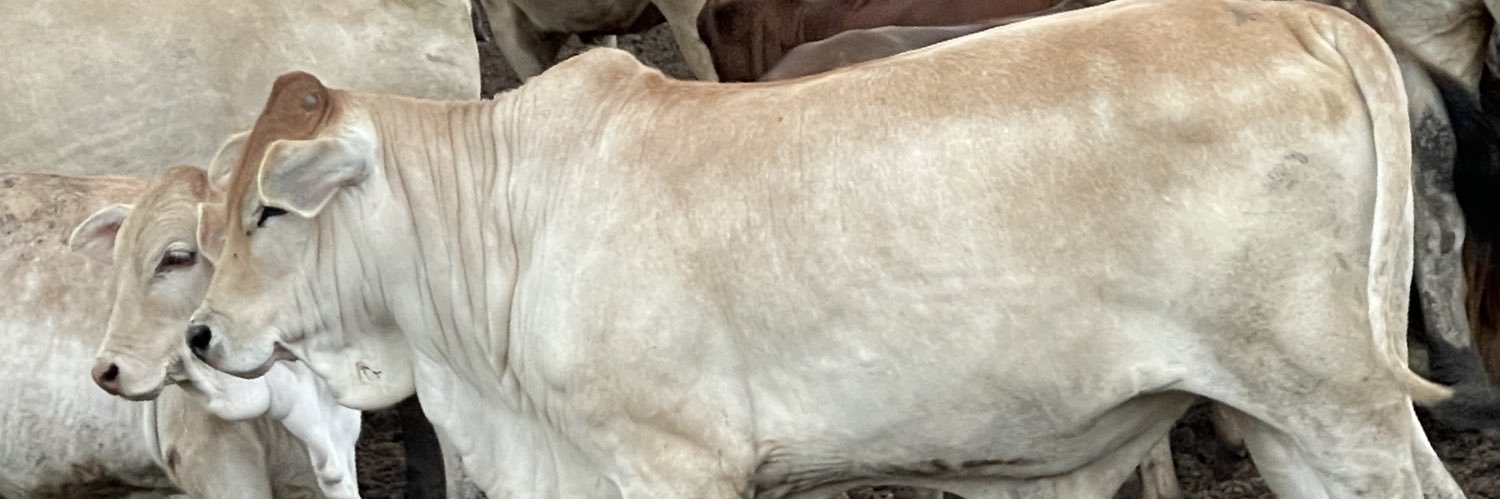 BanketCattleMan's profile banner image