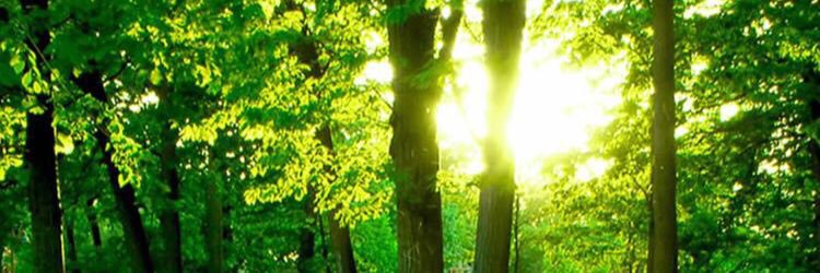 JilausesPDeo's profile banner image