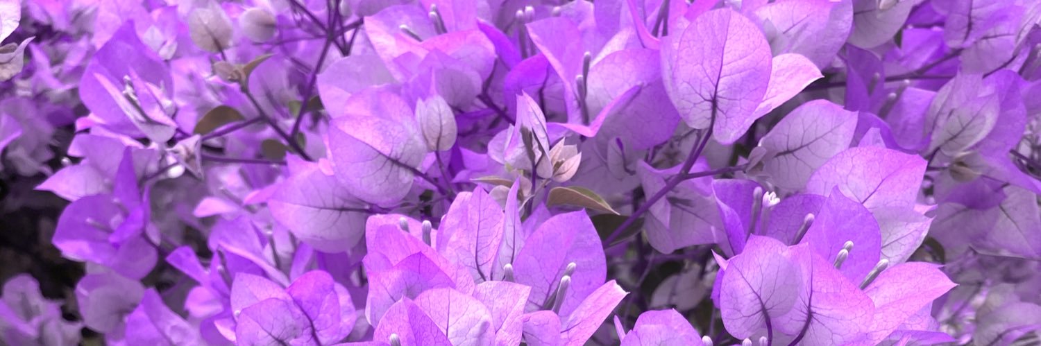 priscawiska's profile banner image
